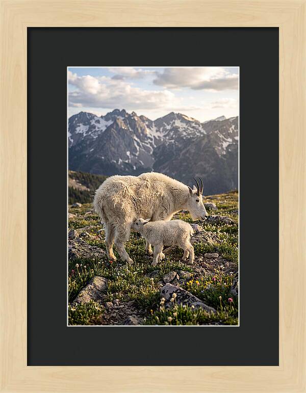 Mountain Goat And Kid In Nature