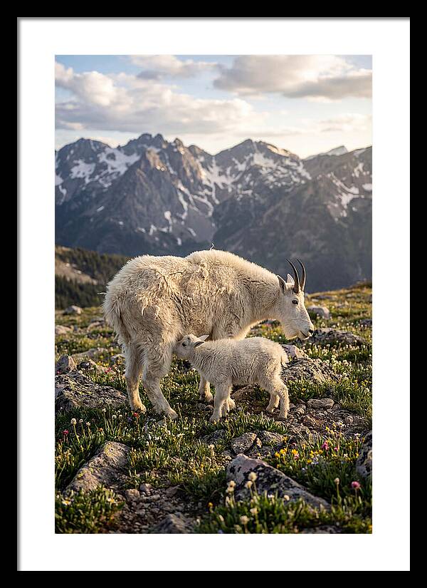 Mountain Goat And Kid In Nature