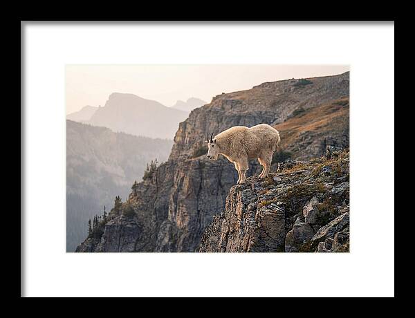 Mountain Goat Balancing On Cliff