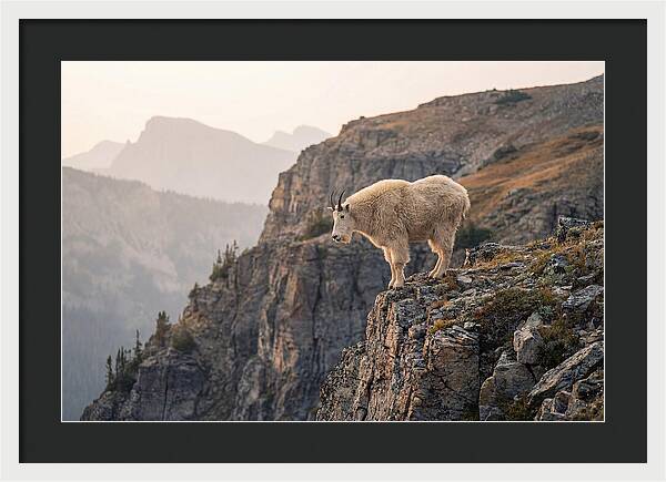 Mountain Goat Balancing On Cliff