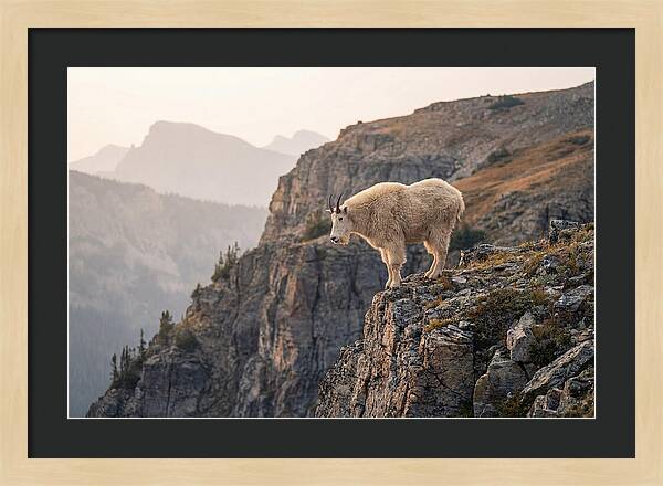 Mountain Goat Balancing On Cliff