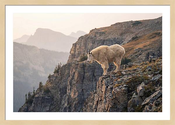Mountain Goat Balancing On Cliff