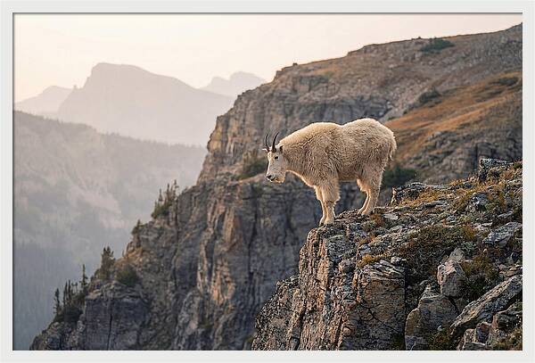Mountain Goat Balancing On Cliff