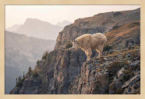 Mountain Goat Balancing On Cliff
