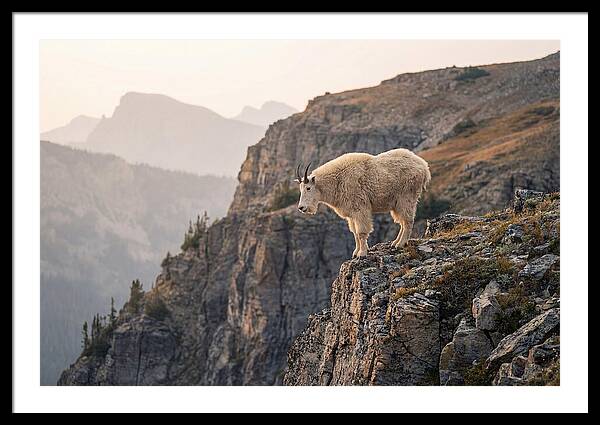 Mountain Goat Balancing On Cliff