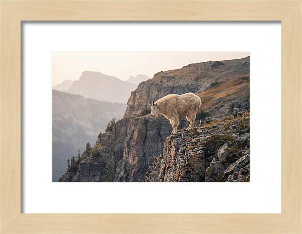 Mountain Goat Balancing On Cliff