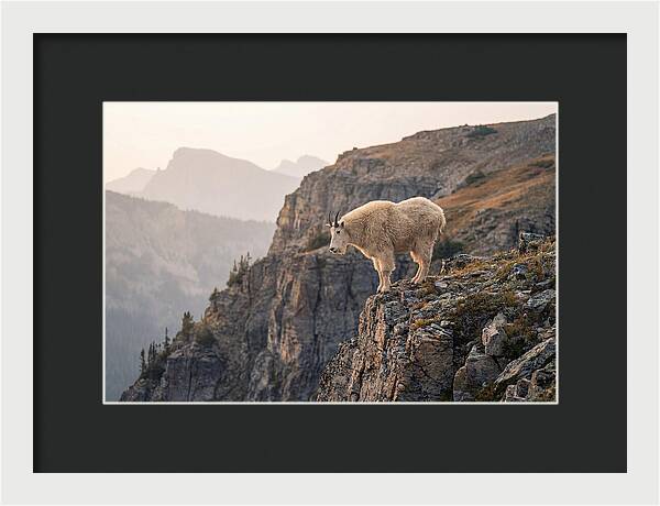 Mountain Goat Balancing On Cliff