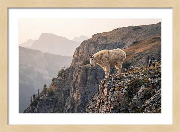 Mountain Goat Balancing On Cliff