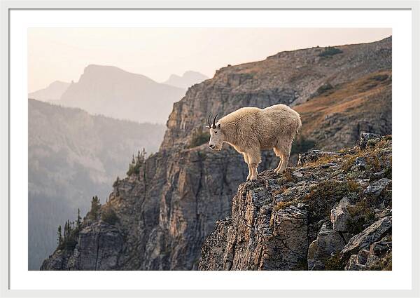 Mountain Goat Balancing On Cliff