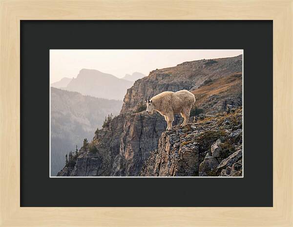 Mountain Goat Balancing On Cliff