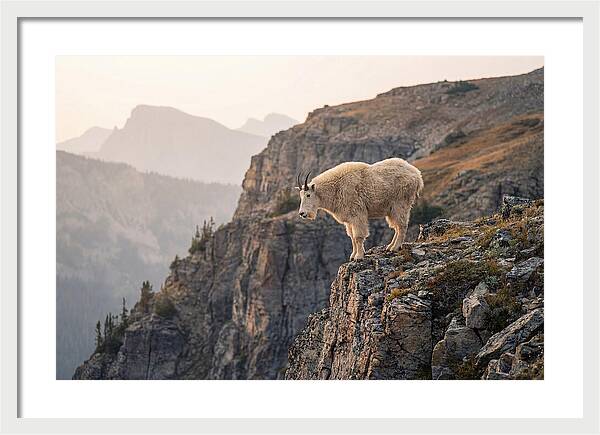 Mountain Goat Balancing On Cliff