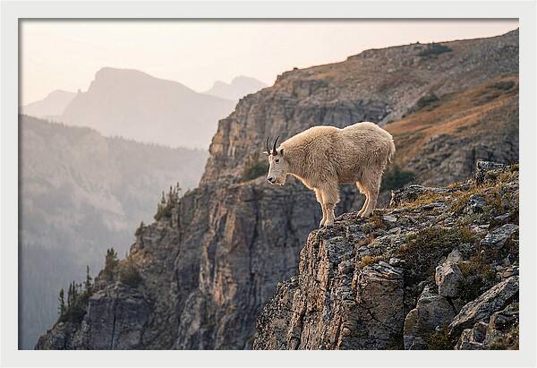 Mountain Goat Balancing On Cliff