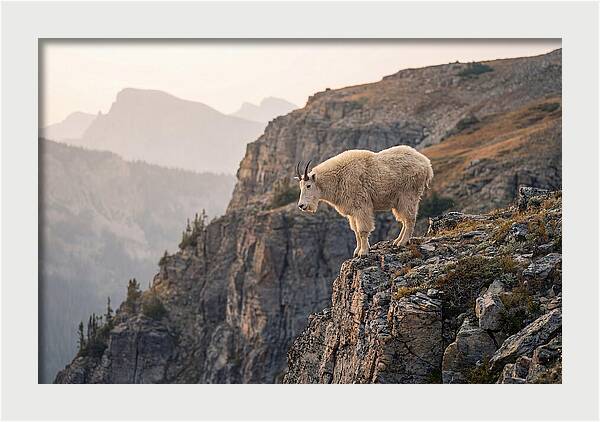 Mountain Goat Balancing On Cliff