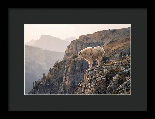 Mountain Goat Balancing On Cliff