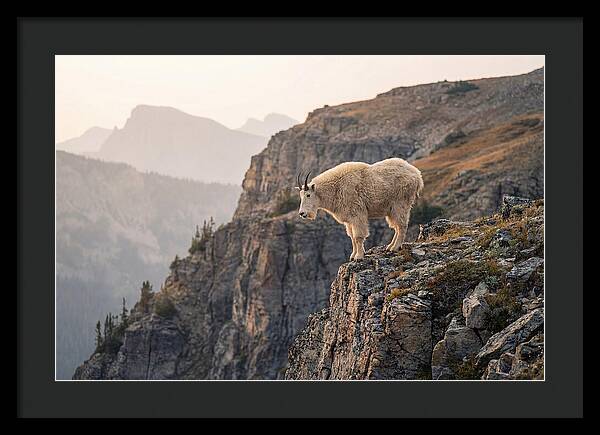 Mountain Goat Balancing On Cliff