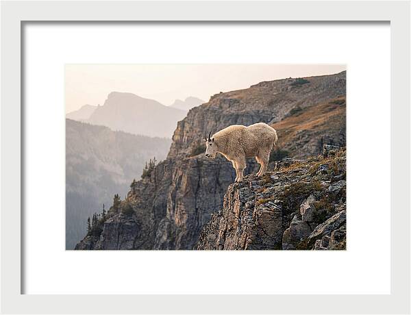 Mountain Goat Balancing On Cliff