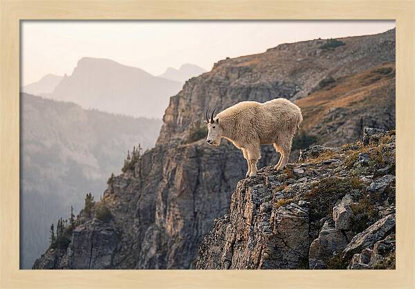 Mountain Goat Balancing On Cliff
