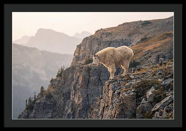 Mountain Goat Balancing On Cliff