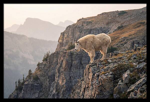 Mountain Goat Balancing On Cliff