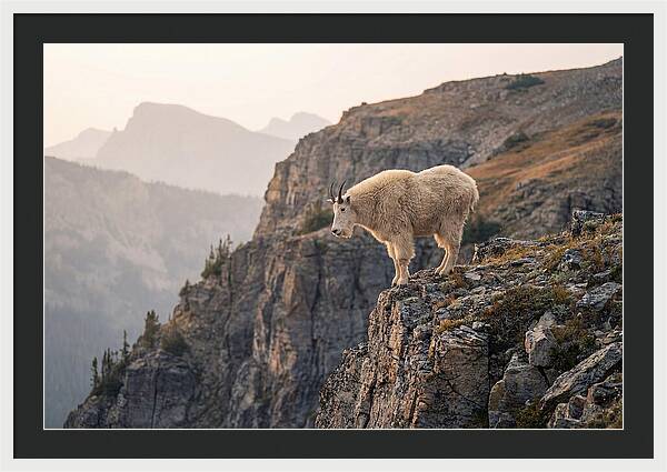 Mountain Goat Balancing On Cliff
