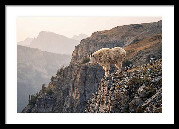 Mountain Goat Balancing On Cliff
