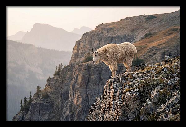 Mountain Goat Balancing On Cliff