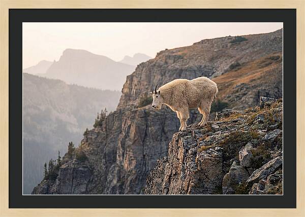 Mountain Goat Balancing On Cliff