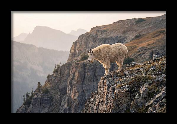 Mountain Goat Balancing On Cliff