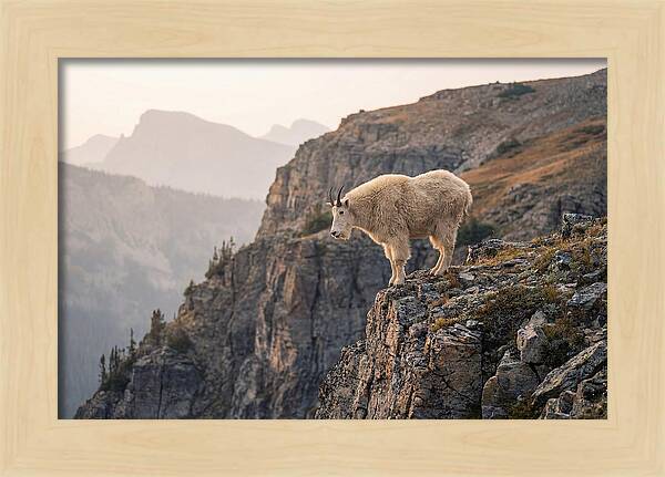 Mountain Goat Balancing On Cliff