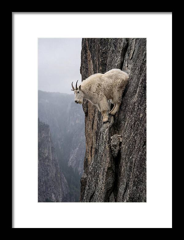 Mountain Goat On The Edge