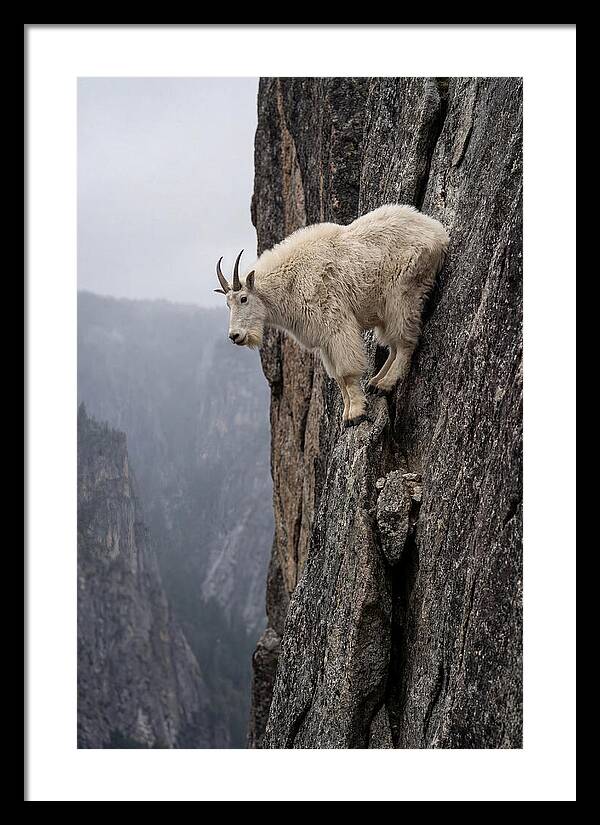 Mountain Goat On The Edge