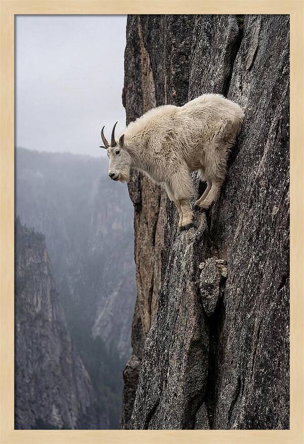 Mountain Goat On The Edge
