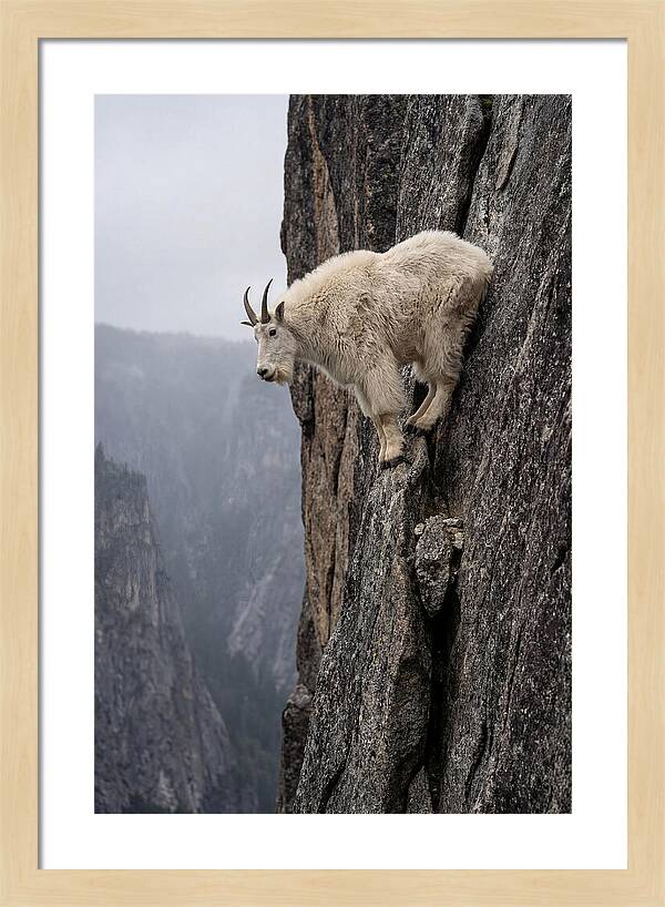 Mountain Goat On The Edge