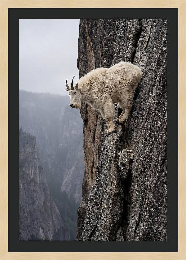 Mountain Goat On The Edge