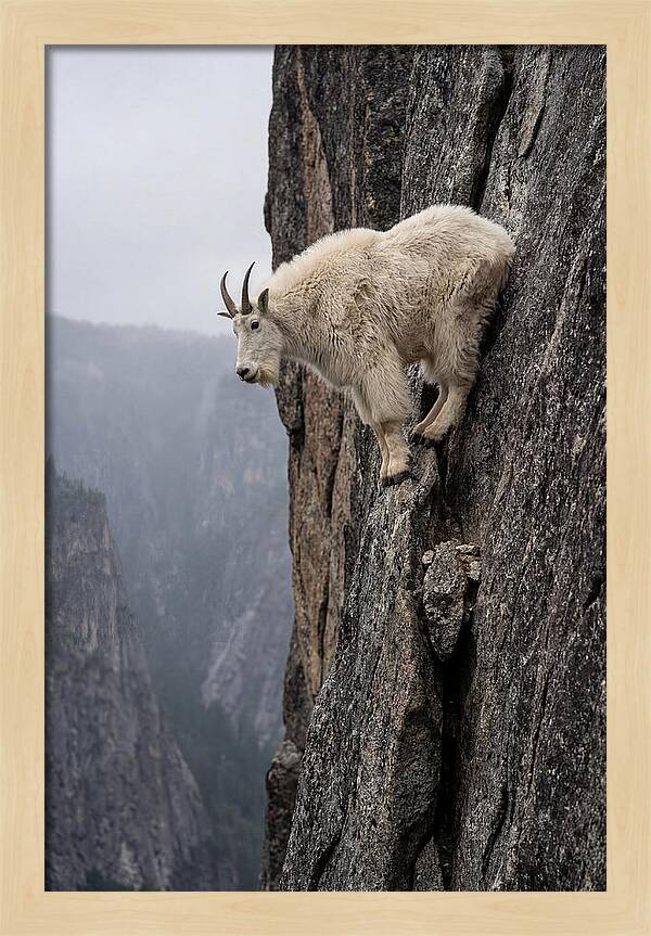Mountain Goat On The Edge