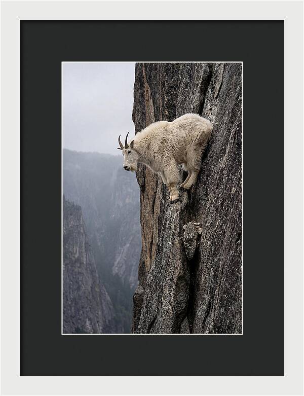 Mountain Goat On The Edge