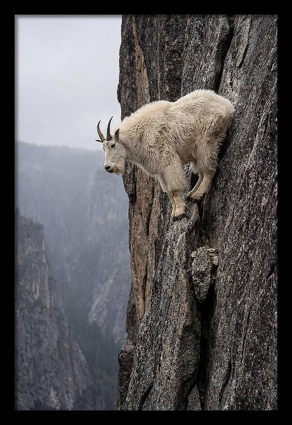 Mountain Goat On The Edge