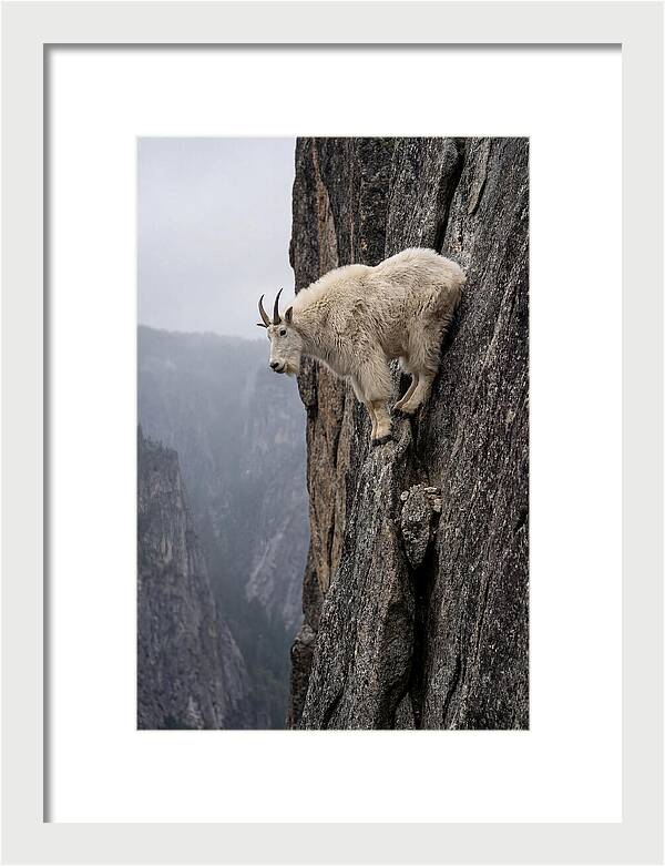 Mountain Goat On The Edge