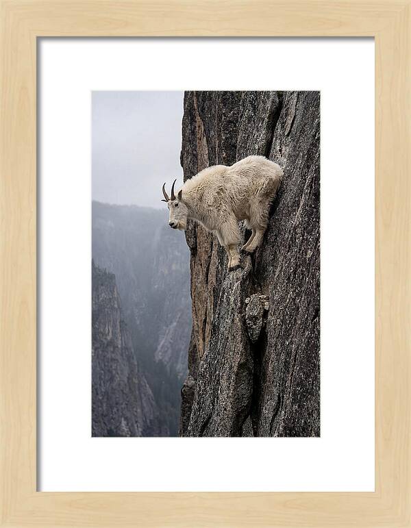 Mountain Goat On The Edge