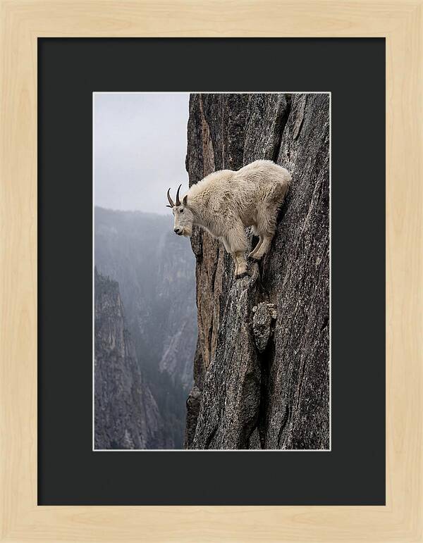 Mountain Goat On The Edge