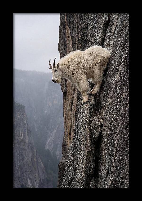 Mountain Goat On The Edge
