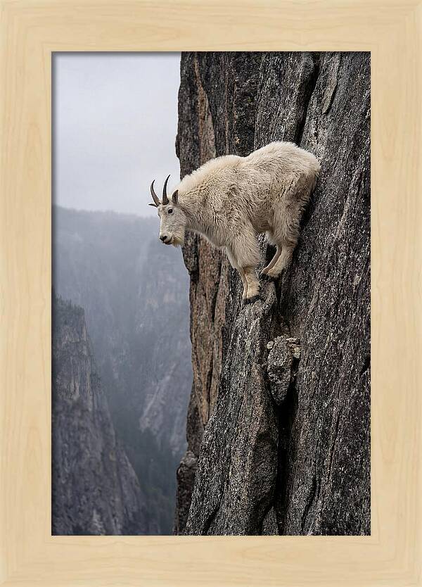 Mountain Goat On The Edge