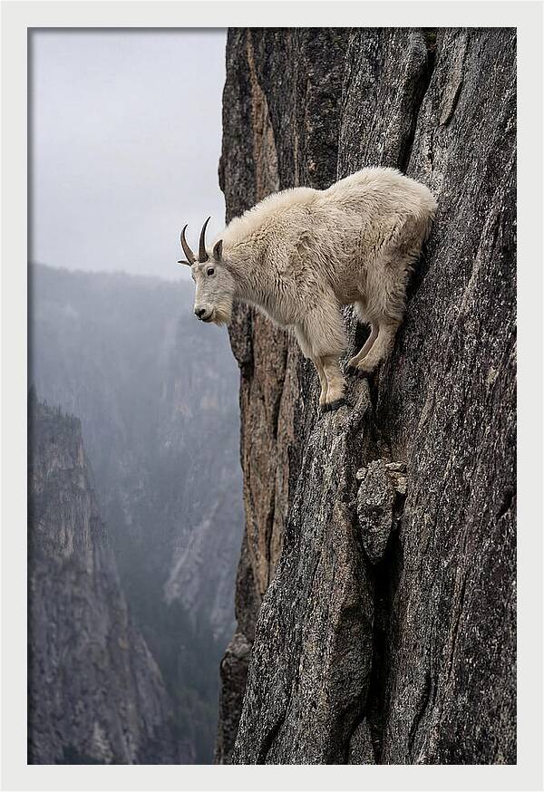 Mountain Goat On The Edge