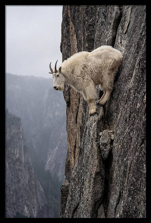 Mountain Goat On The Edge