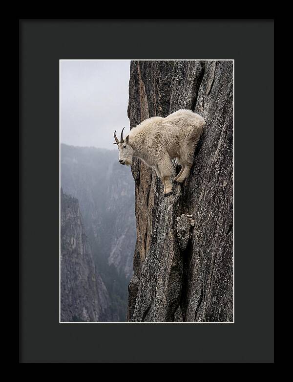 Mountain Goat On The Edge