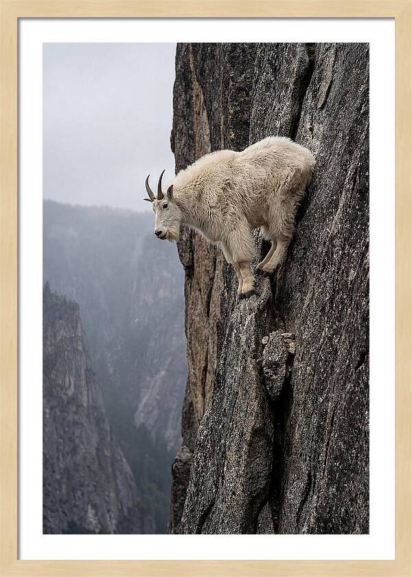 Mountain Goat On The Edge