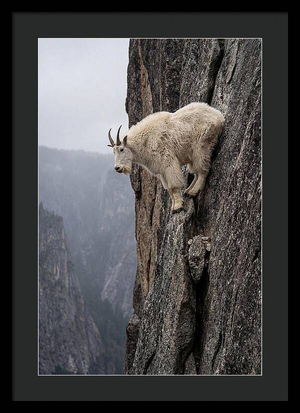 Mountain Goat On The Edge