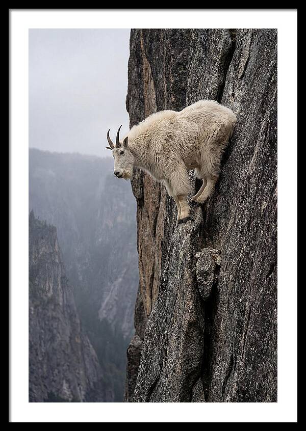 Mountain Goat On The Edge