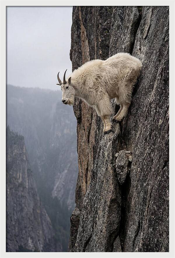 Mountain Goat On The Edge