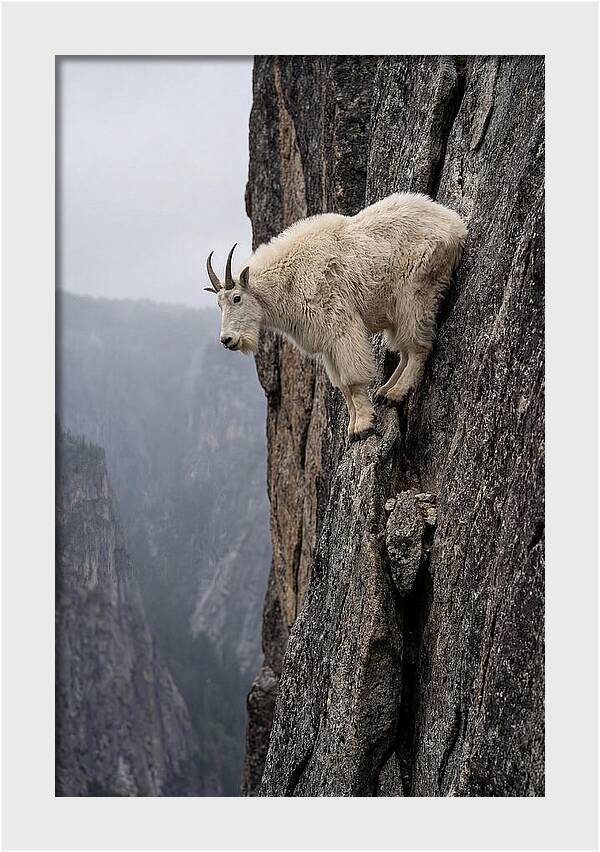 Mountain Goat On The Edge